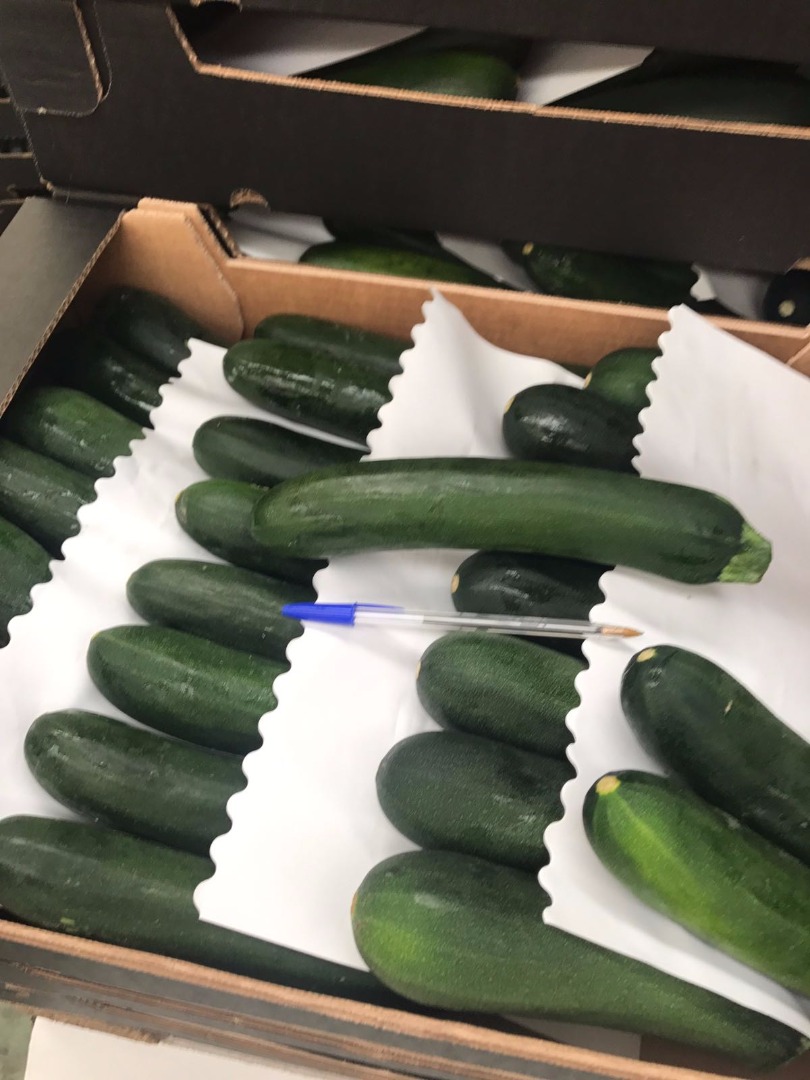 Venderé calabacín, importación de España, bonito, fresco, G21 / 28, cartón de 5 kg