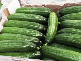 Venderé pepino de invernadero de larga distancia. Estableceré la
