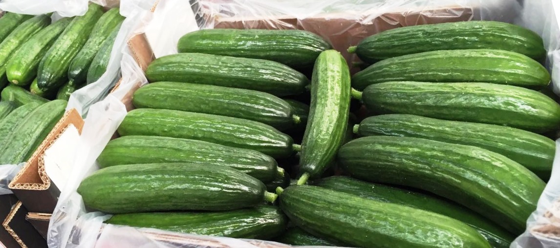 Venderé pepino de invernadero de larga distancia