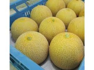 Venderé melones - melón - importación de Brasil. Embalaje