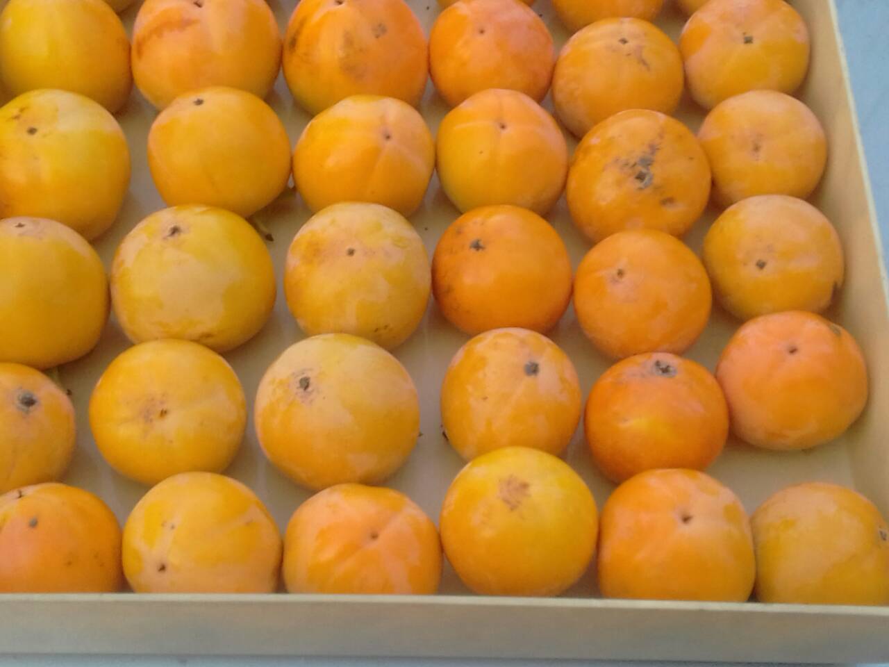 Estas frutas exóticas (sharon) o kaki, nos tientan con sus colores ricos y formas interesantes, son una fuente de vitaminas A y C, azúcares, carotenos, hierro