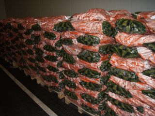 Voy a vender zanahorias limpias, pulidas y calibradas a