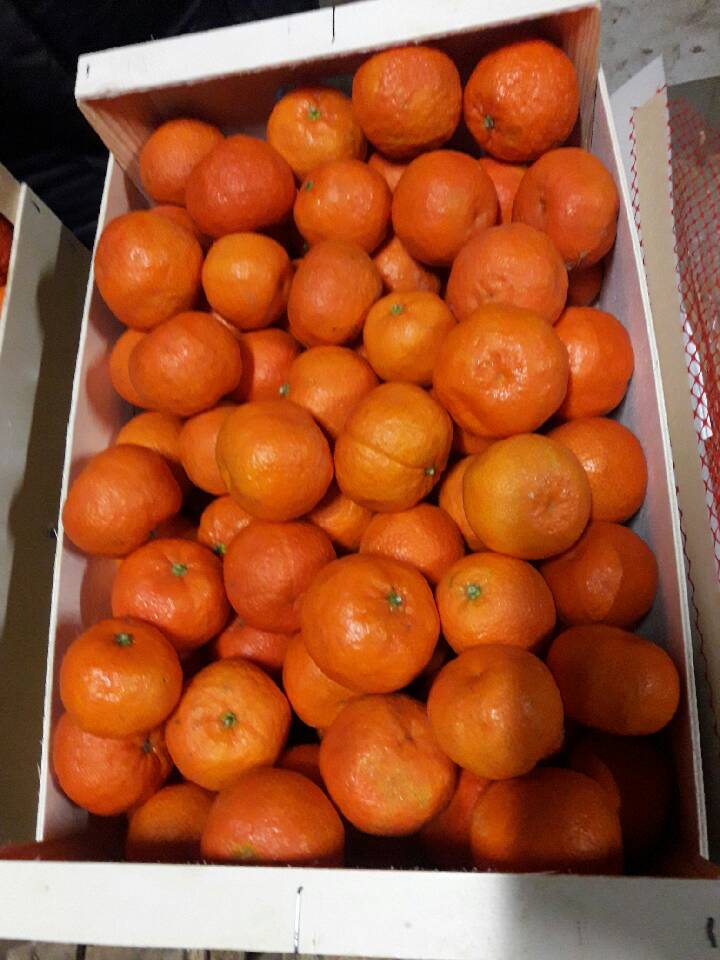 Venta de mandarinas, clase II, importación de España, cartón de 10 kg