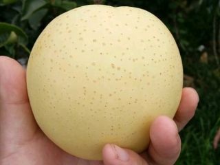 pera de oro, pera de agua del sur, pera