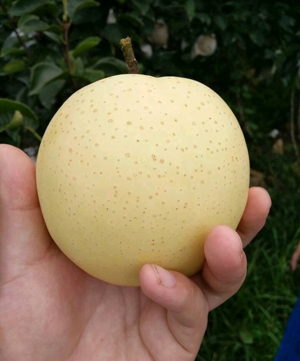 pera de oro, pera de agua del sur, pera Shingon de más de 300 g por paquete, el empaque puede ser de acuerdo con sus requisitos