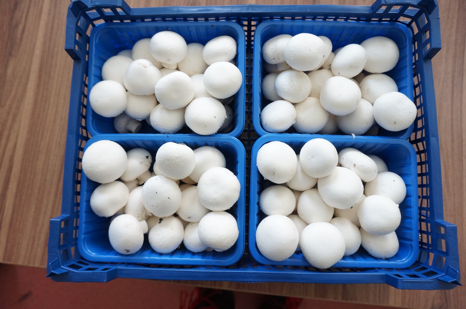 Hola Venderé setas blancas de varias clases