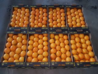 Buenos días, ofrecemos cítricos de Grecia directamente del productor.