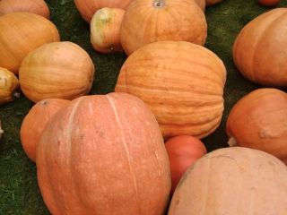 Calabazas gigantes de la agricultura ecológica.