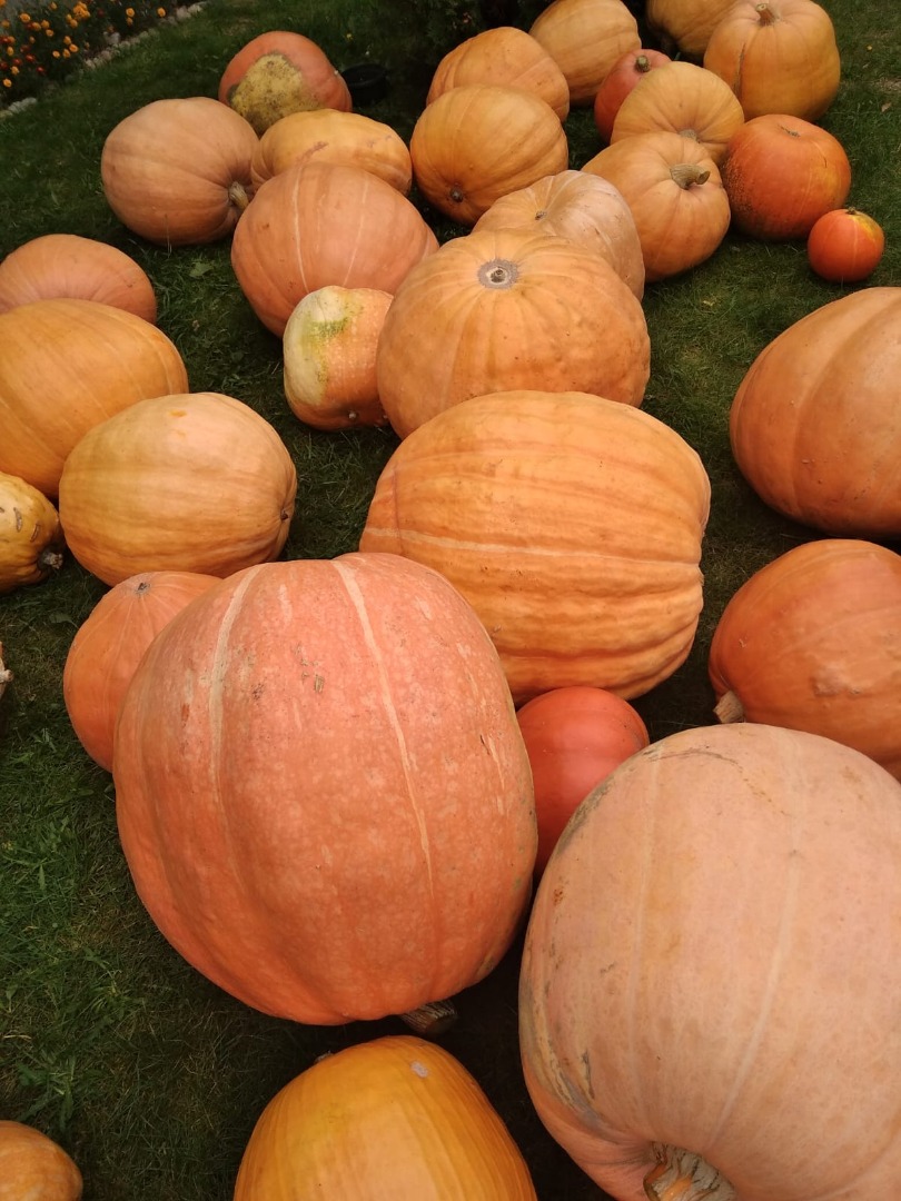 Calabazas gigantes de la agricultura ecológica
