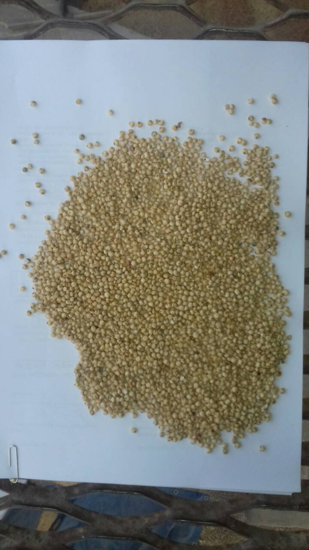 Próximamente venderemos granos: trigo, maíz, soja, harina de soja, colza, sorgo blanco, sorgo rojo, avena para piensos y consumo, lubin, linaza, alforfón
