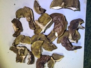 Boletes de laurel secos con certificado PSSE de la