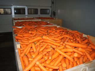 Venderé zanahorias forrajeras, sueltas.