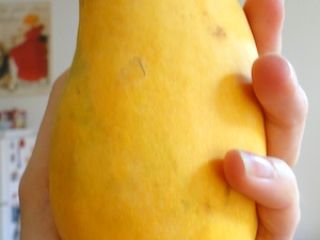 Tengo acceso a la mejor, la especie de mango