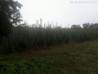 Venderé topinambur Rubik de Barycz Valley. Con una cantidad