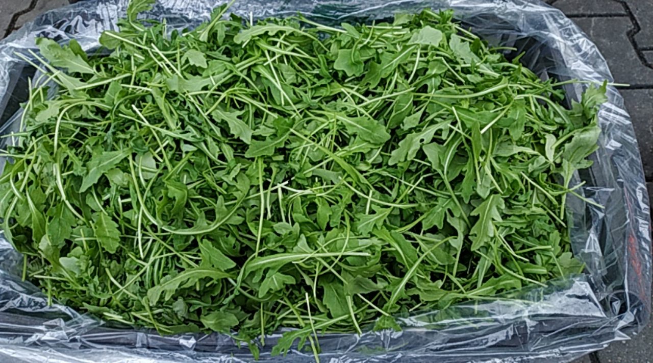 Rúcula fresca, bonita, importada de Italia
