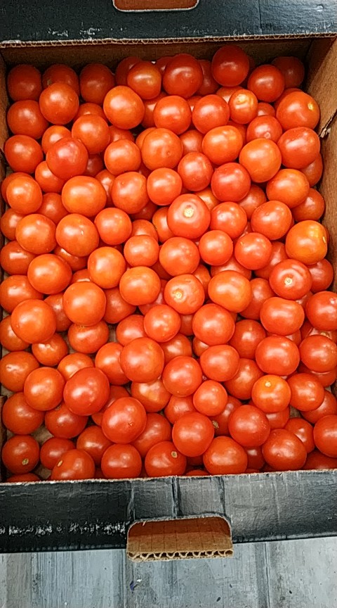 Cóctel de tomate, fresco, bonito, cartón de 3 kg