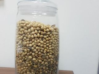 SOY !!! Fracción en masa de grasa -23.9% Proteína