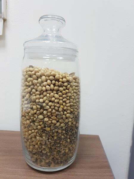SOY !!! Fracción en masa de grasa -23.9% Proteína bruta - de 32.8% Impureza total de aceite y maleza 3.48% Seguridad en los estándares europeos