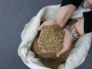 • Semillas de cáñamo para alimentos - 185 toneladas
