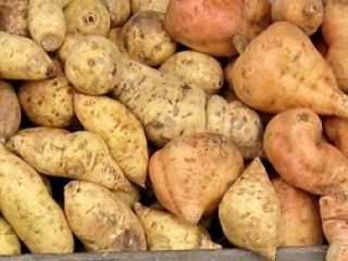 Venderé BATAT industrial, origen: España, tamaño: 600 gr +,
