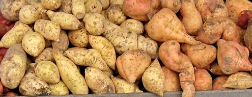 Venderé BATAT industrial, origen: España, tamaño: 600 gr +, embalaje: Big bag ~ 1000 kg, precio por determinar