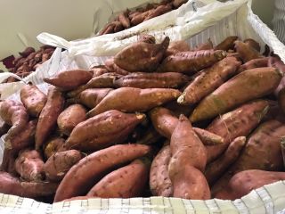 Vendo batatas, variedad: bearegard, industrial, naranja, color: naranja. Cantidad: