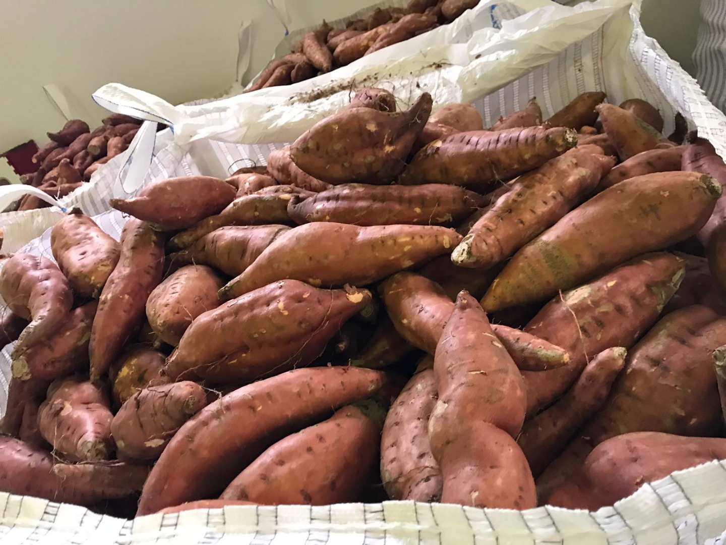 Vendo batatas, variedad: bearegard, industrial, naranja, color: naranja