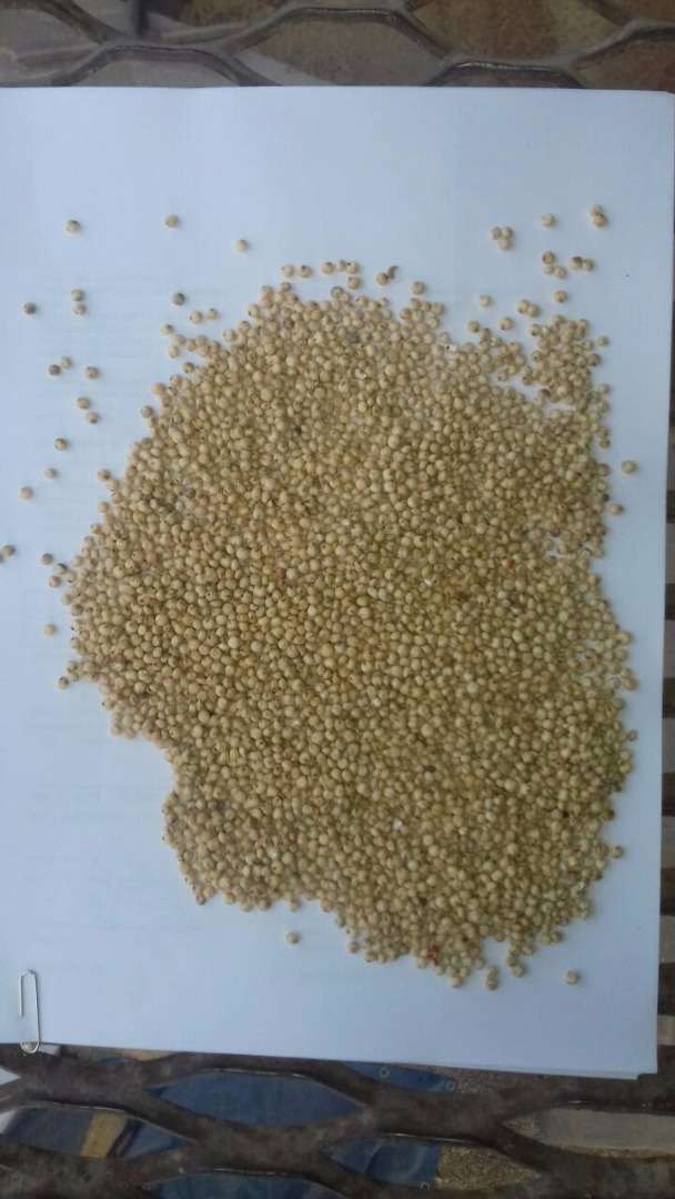Próximamente venderemos granos: trigo, maíz, soja, harina de soja, colza, sorgo blanco, sorgo rojo, avena para piensos y consumo, lubin, linaza, alforfón