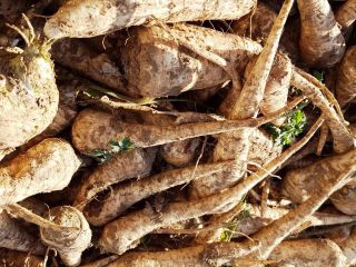 Raíz de rábano picante para la venta por mayor