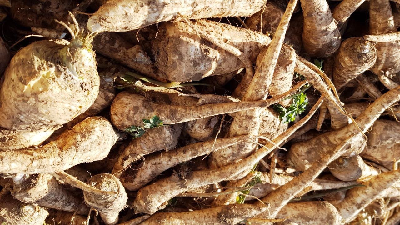 Raíz de rábano picante para la venta por mayor cantidades