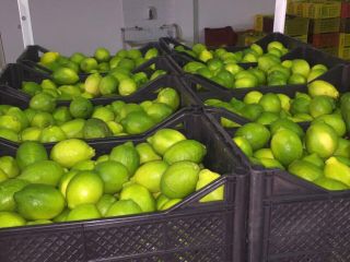 Limón de Túnez - información sobre la imagen. Por