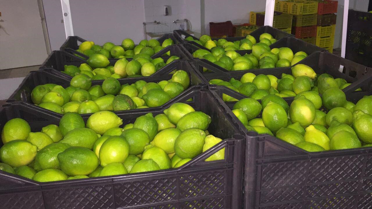 Limón de Túnez - información sobre la imagen