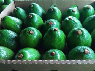 La compañía BOS Food International vende frutas exóticas: aguacate