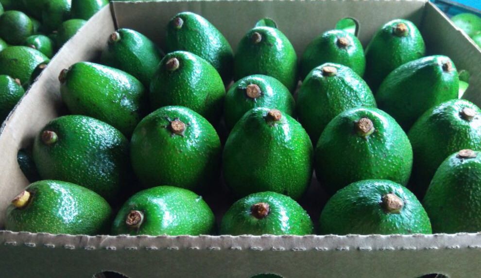 La compañía BOS Food International vende frutas exóticas: aguacate Hass y Fuerte, y una marca oscura importada de África