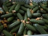 El productor ofrece para la venta CULINO PULIDO PULIDO, también ofrece tomate frambuesa