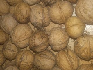 Venderé nueces, sin cáscara orgánica, seca, año 2018, alrededor