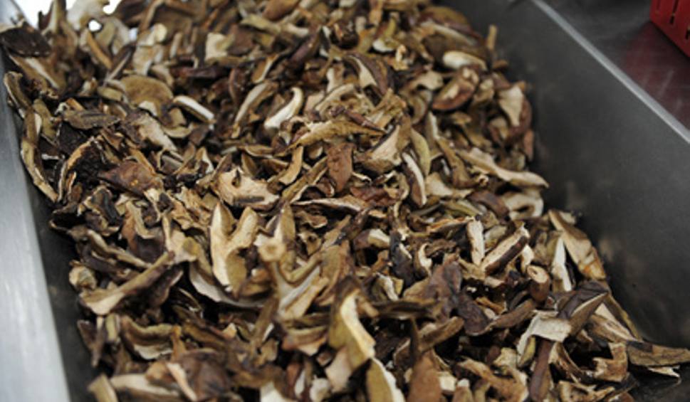 Compraré setas secas: boletus en todas las posturas, boletus de laurel, rebozuelos, milenrama, papel de aluminio, lejkowiec wętce y jinne ..