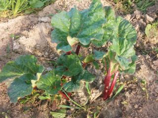 RABARBAR RASPBERRY, mayo 2019 a la venta. En los