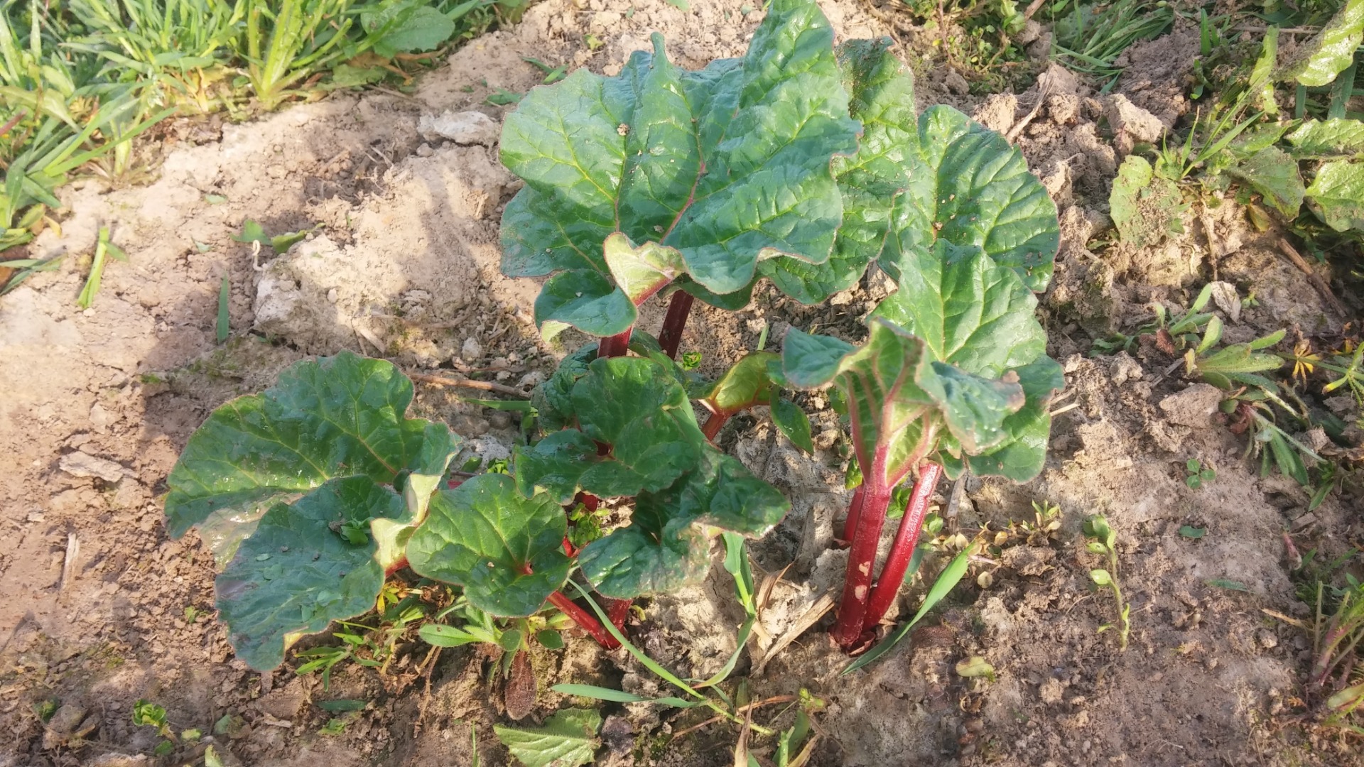 RABARBAR RASPBERRY, mayo 2019 a la venta