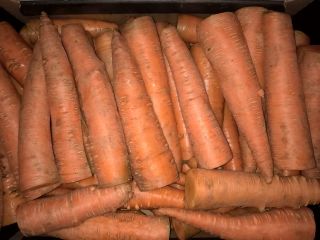 Zanahorias industriales, simples, bonitas, de gran calibre, sin lavar,