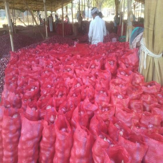 Las cebollas rojas, son cultivares de la cebolla, (Allium cepa) con piel de color rojo violáceo y carne blanca teñida de rojo