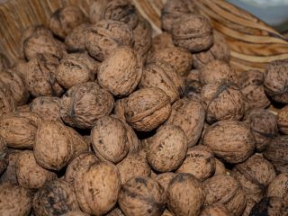 Venderé nueces a partir de 2018. Las nueces son