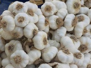 Variedad: ajo blanco puro y ajo blanco normal Textura