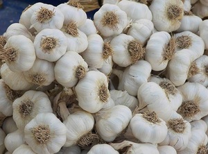 Variedad: ajo blanco puro y ajo blanco normal Textura entera y fuerte Tamaños: 4-5cm, 5.5cm, 6cm, 6.5cm y más Disponibilidad: Temporada fría: Agosto a Junio