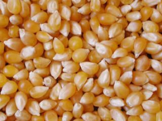 Maíz Amarillo/Blanco/Maíz Para Alimentación Animal Grado A Mejor Calidad
