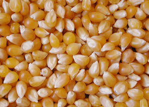 Maíz Amarillo/Blanco/Maíz Para Alimentación Animal Grado A Mejor Calidad Grado 1 Maíz Amarillo y Maíz Blanco/Maíz Para Alimentación Humana Y Animal En Muy Buen