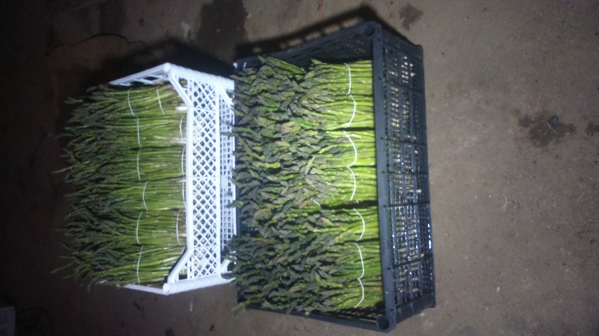 Establecer cooperación o vender espárragos verdes a finales de abril de 2019