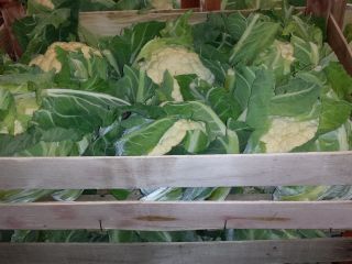 Venderé coliflor 6 piezas en una caja. Buenos productos
