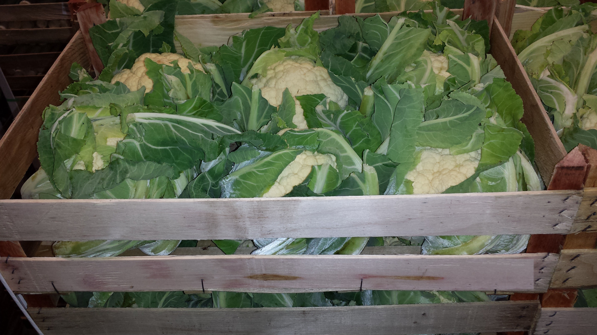 Venderé coliflor 6 piezas en una caja