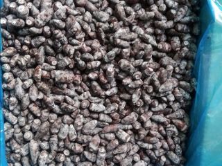 Venderé bayas congeladas de bayas de Kamchatka, variedad Wojtek,